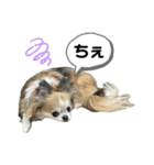 #ももたの日常（個別スタンプ：20）