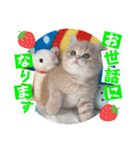 ねこまーち ふわふわクリーム（個別スタンプ：2）