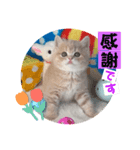 ねこまーち ふわふわクリーム（個別スタンプ：3）