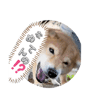 moca Shiba inu（個別スタンプ：1）