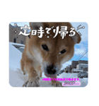 moca Shiba inu（個別スタンプ：3）