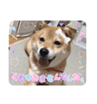 moca Shiba inu（個別スタンプ：5）