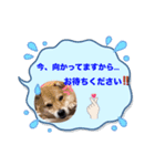moca Shiba inu（個別スタンプ：6）