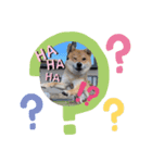 moca Shiba inu（個別スタンプ：7）