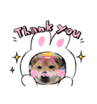 moca Shiba inu（個別スタンプ：8）