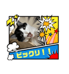 ハチワレ猫のファンキースタンプだにゃん（個別スタンプ：1）