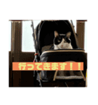 ハチワレ猫のファンキースタンプだにゃん（個別スタンプ：2）
