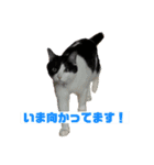 ハチワレ猫のファンキースタンプだにゃん（個別スタンプ：3）