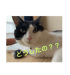ハチワレ猫のファンキースタンプだにゃん（個別スタンプ：4）