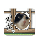 ハチワレ猫のファンキースタンプだにゃん（個別スタンプ：5）