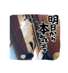 ハチワレ猫のファンキースタンプだにゃん（個別スタンプ：6）
