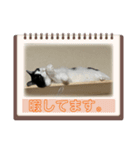 ハチワレ猫のファンキースタンプだにゃん（個別スタンプ：7）