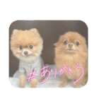 ポメラニアン'z（個別スタンプ：2）