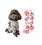 すあぴ（個別スタンプ：15）