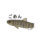 うぱの淡水魚スタンプ2（個別スタンプ：13）