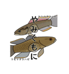 うぱの淡水魚スタンプ2（個別スタンプ：32）