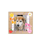 幸運の犬猫スタンプ（個別スタンプ：7）