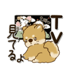 柴犬・茶色い犬『○○してる』（個別スタンプ：1）