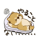 柴犬・茶色い犬『○○してる』（個別スタンプ：10）