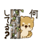 柴犬・茶色い犬『○○してる』（個別スタンプ：13）