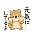 柴犬・茶色い犬『○○してる』（個別スタンプ：19）