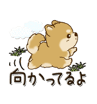 柴犬・茶色い犬『○○してる』（個別スタンプ：32）