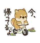 柴犬・茶色い犬『○○してる』（個別スタンプ：36）