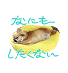 ゆずとはっさくスタンプ②（個別スタンプ：15）