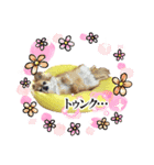 ゆずとはっさくスタンプ②（個別スタンプ：16）