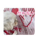 まるぷー 두부（トゥブ）②（個別スタンプ：1）