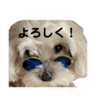 まるぷー 두부（トゥブ）②（個別スタンプ：2）
