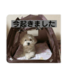 まるぷー 두부（トゥブ）②（個別スタンプ：5）