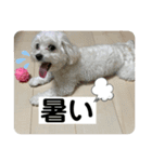 まるぷー 두부（トゥブ）②（個別スタンプ：6）