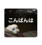まるぷー 두부（トゥブ）②（個別スタンプ：7）