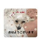 まるぷー 두부（トゥブ）②（個別スタンプ：9）