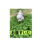 まるぷー 두부（トゥブ）②（個別スタンプ：16）