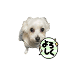 まるぷー 두부（トゥブ）②（個別スタンプ：22）