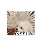 しょんぼり顔の犬 動くほたて（個別スタンプ：5）