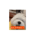 しょんぼり顔の犬 動くほたて（個別スタンプ：7）