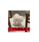 しょんぼり顔の犬 動くほたて（個別スタンプ：8）