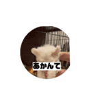 しょんぼり顔の犬 動くほたて（個別スタンプ：12）