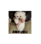 しょんぼり顔の犬 動くほたて（個別スタンプ：13）