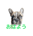 子犬のフレンチブルドックのスタンプ（個別スタンプ：3）