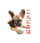 子犬のフレンチブルドックのスタンプ（個別スタンプ：4）