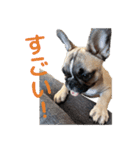 子犬のフレンチブルドックのスタンプ（個別スタンプ：5）