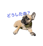 子犬のフレンチブルドックのスタンプ（個別スタンプ：9）