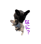 子犬のフレンチブルドックのスタンプ（個別スタンプ：10）