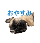 子犬のフレンチブルドックのスタンプ（個別スタンプ：11）