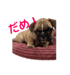 子犬のフレンチブルドックのスタンプ（個別スタンプ：13）