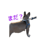 子犬のフレンチブルドックのスタンプ（個別スタンプ：14）